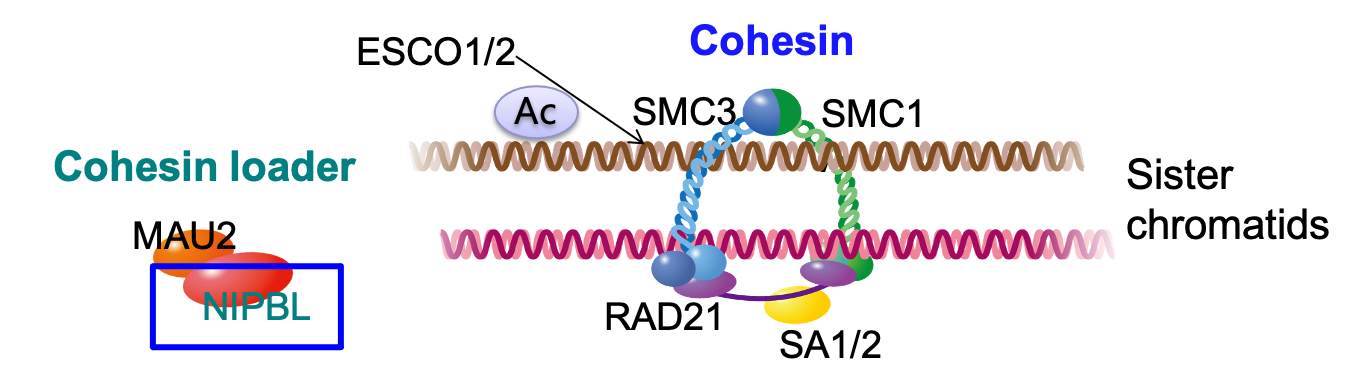 cohesin subunit
